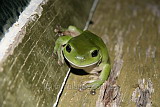 A White-lipped Tree Frog, Emu Park