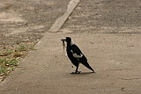 Magpie with lunch
