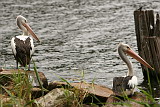 Australian Pelicans