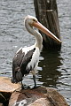 Australian Pelican