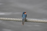 Welcome Swallow