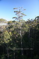 Valley of the Giants Treetop Walk