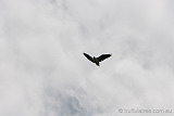 White Breasted Sea Eagle