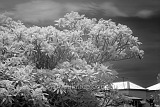 Frangipani tree by infrared