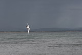 Crested Tern