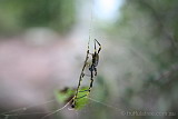 Golden Orb weaver