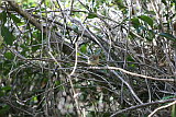 White Browed Scrub Wren