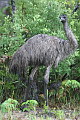 Emu