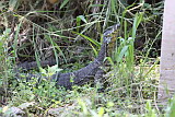 A very un-fussed local Goanna