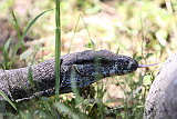 A very un-fussed local Goanna