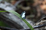 A very friendly little butterfly