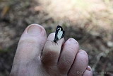 A very friendly little butterfly