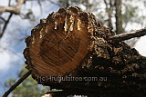Sap oozes from a trimmed fallen tree in Mount Remarkable National Park
