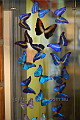 Lovely mounted butterflies in the Melbourne Museum