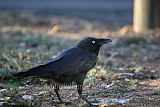 Torresian Crow