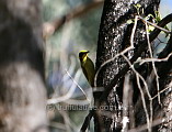 Yellow-tufted Honeyeater