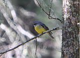 Eastern Yellow Robin