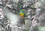 Turquoise Parrot