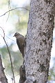 Brown Treecreeper