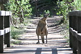 Eastern Grey Kangaroo