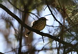 Speckled Warbler