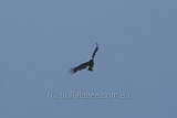 Wedge-tailed Eagle