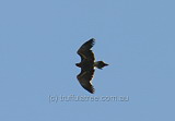 Wedge-tailed Eagle