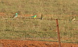 Red-rumped Parrots