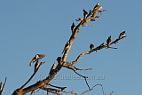 Cockatiels