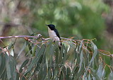 Restless Flycatcher