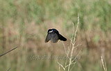 Restless Flycatcher