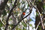 Scarlet Robin