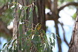 Yellow-tufted Honeyeater