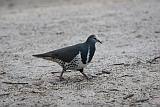 Wonga Pigeon