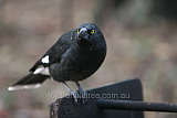 Pied Currawong