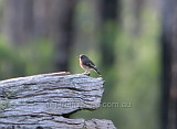 Female Scarlet Robin