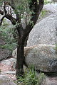 Bald Rock