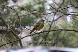 Female Satin Bowerbird