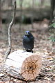 Pied Currawong