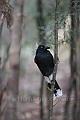 Pied Currawong