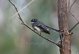 Grey Fantail