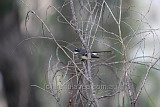 Grey Fantail