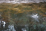 Afternoon bath time, Underground Creek, Girraween National Park