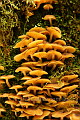 Tasmania abounds in lovely fungi