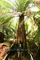 An ancient Styx tree fern