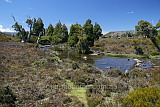 Pencil Pines in the central highlands