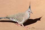 Crested Pigeon