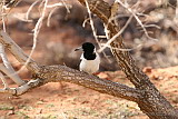 Pied Butcherbird