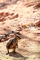 Black-footed Rock Wallaby