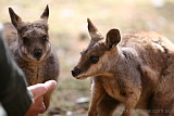 Black-footed Rock Wallabies